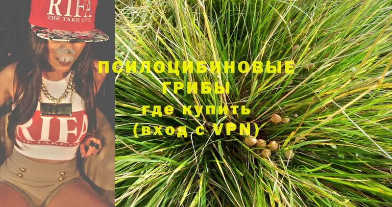 Псилоцибиновые грибы Psilocybine cubensis Калтан