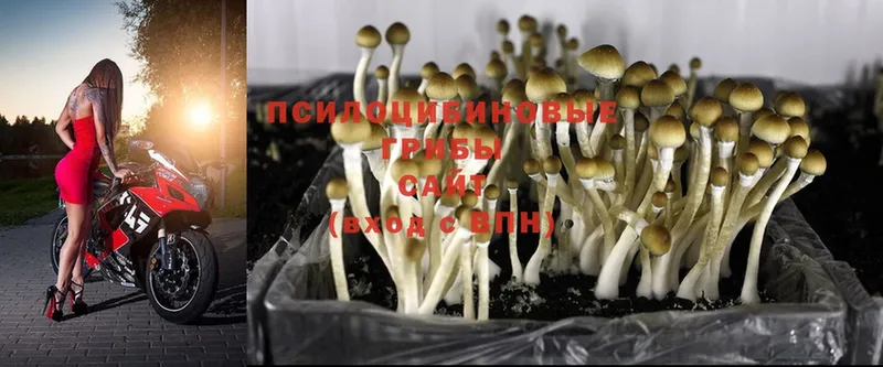 Псилоцибиновые грибы Psilocybine cubensis  Калтан 